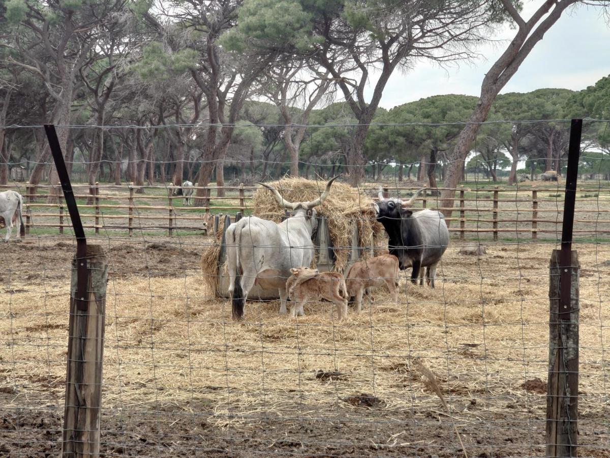 Agriturismo Poderedodici أوربيتيلو المظهر الخارجي الصورة