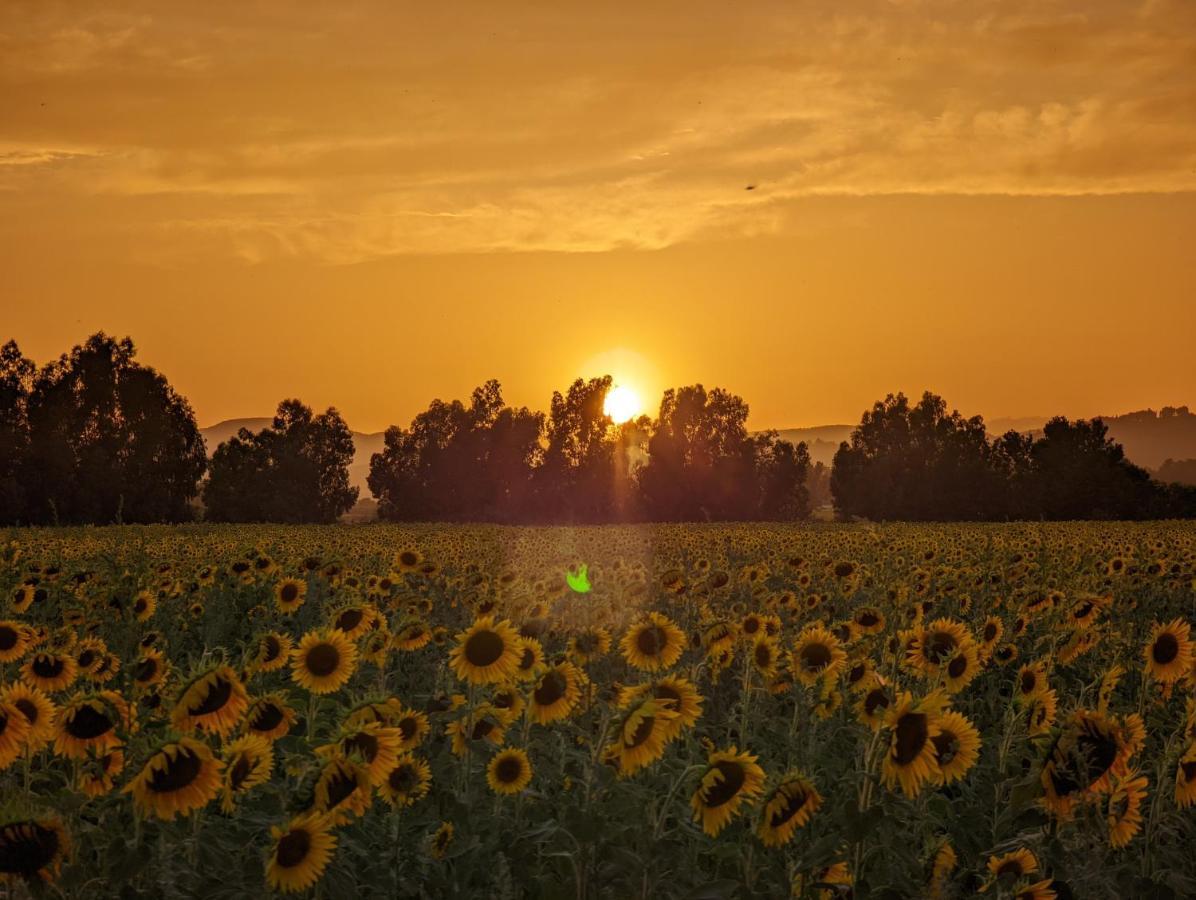 Agriturismo Poderedodici أوربيتيلو المظهر الخارجي الصورة